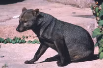 Điểm mặt 36 loài chó hoang dã tồn tại trên quả đất (1)