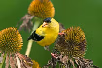 Sinh ngày Âm lịch này mệnh phú quý, cả đời không lo chuyện tiền bạc