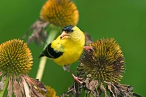 Sinh ngày Âm lịch này mệnh phú quý, cả đời không lo chuyện tiền bạc