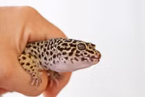 Cận cảnh loài thằn lằn đốm làm nhiều người Việt phát sốt