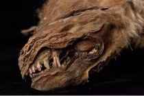 Phát hiện xác con chó sói 56.000 năm vẫn còn nguyên