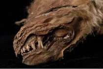 Phát hiện xác con chó sói 56.000 năm vẫn còn nguyên