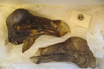 Sốc nặng với loài chim tuyệt chủng chóng vánh vì quá đần độn