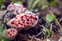 Sự thật đáng kinh ngạc về loài nấm “đẫm máu” như trong phim kinh dị