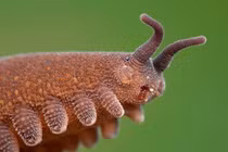 Loài vật hệt con lai ốc sên và rết, mới phát hiện ở Việt Nam