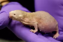 Những điều cực kỳ khó tin về loài thú xấu xí nhất quả đất