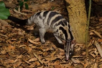 14 loài cầy quý hiếm, thú vị của Việt Nam: Có loài xuất hiện ở TP HCM