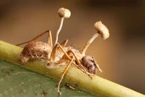 Kinh ngạc 15 loài nấm có đặc điểm sinh học kỳ lạ nhất