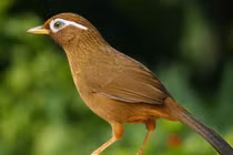 Top 10 loài chim hót hay nhất Việt Nam