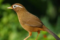 Top 10 loài chim hót hay nhất Việt Nam