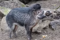 Điểm mặt tất cả loài lợn hoang dã sinh sống trên quả đất