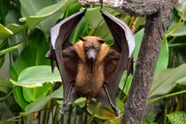 Cận cảnh loài “cáo biết bay” to hàng top thế giới của Việt Nam