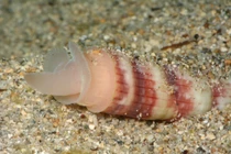 Cận cảnh con chân xẻng ngà voi cực lạ, ít người biết 