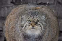 Con mèo trong kho tàng thành ngữ, tục ngữ Việt Nam (1)