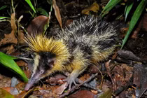 Tận mục những loài chuột siêu kỳ dị chỉ có ở châu Phi