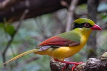 Cả họ nhà quạ Việt Nam: Loài đẹp như công, loài đen bóng nhẫy