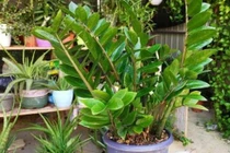 6 loại cây trồng vừa lọc khí vừa chiêu tài hút lộc, rất đáng mua 