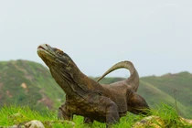 View - Loài bọ cạp đáng gờm nhất từng tồn tại trên Trái Đất | Báo Tri thức và Cuộc sống - TIN TỨC PHỔ BIẾN KIẾN THỨC 24H