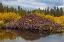 Công trình 'siêu kỹ thuật' của động vật khiến con người phục lăn