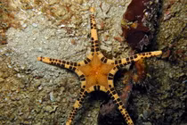 Cận cảnh các loài sao biển kỳ lạ nhất quả đất