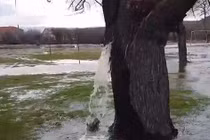 Cây độc lạ bậc nhất hành tinh, bên trong có cả hồ phun nước