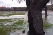 Cây độc lạ bậc nhất hành tinh, bên trong có cả hồ phun nước