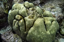 Cận cảnh 10 loài san hô quý hiếm nhất Việt Nam