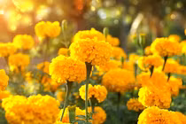 Không tùy tiện đặt 5 loài hoa này lên bàn thờ 