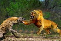 Tại sao không có loài săn mồi nào ăn thịt linh cẩu đốm?