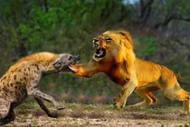 Tại sao không có loài săn mồi nào ăn thịt linh cẩu đốm?