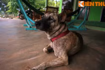 Chuyện khó tin về nguồn gốc giống chó Phú Quốc huyền thoại