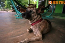 Chuyện khó tin về nguồn gốc giống chó Phú Quốc huyền thoại