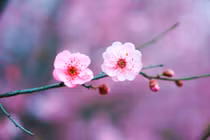 Ai sinh vào 3 tháng Âm lịch này, năm 2025 nhận lộc vàng