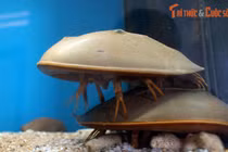 Tận mục “hóa thạch sống” có máu đắt như vàng ngoe nguẩy ở Việt Nam