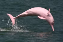 Top 15 động vật độc đáo nhất rừng Amazon, số 9 cực ấn tượng