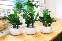 5 cây phong thủy mang lại may mắn, giá chỉ từ 40 nghìn đồng/chậu