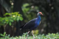 Chiêm ngưỡng động vật "quý như vàng" lộ diện giữa lòng Sài thành