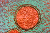 Cận cảnh những dạng sống sơ khai nhất của Trái đất