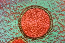 Cận cảnh những dạng sống sơ khai nhất của Trái đất