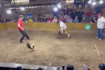 Người đàn ông bị gà cưng lao vào tấn công trong sới chọi