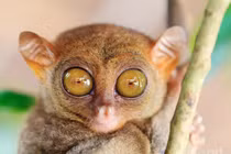 Cận cảnh sinh vật bí ẩn sở hữu đôi mắt ma quái đầy ám ảnh