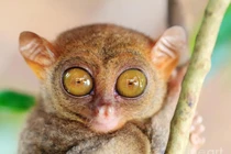 Cận cảnh sinh vật bí ẩn sở hữu đôi mắt ma quái đầy ám ảnh