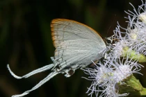 Ngắm các loài bướm đẹp xuất sắc ở Việt Nam qua ảnh phó nháy Mỹ