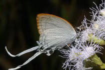 Ngắm các loài bướm đẹp xuất sắc ở Việt Nam qua ảnh phó nháy Mỹ