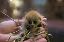 Đồ "khỉ gió": Hóa ra con khỉ gió là con vật kỳ lạ này 