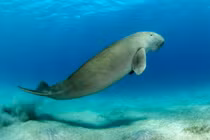 Cận cảnh “nàng tiên cá” sắp tuyệt chủng của Việt Nam