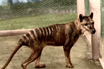 Tiết lộ sốc về loài hổ có túi tuyệt chủng cách đây 90 năm