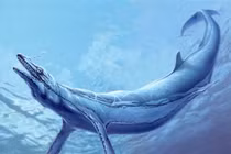 Cận cảnh loài cá voi quái vật đáng sợ nhất từng tồn tại 