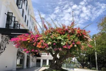 Đại gia chi tiền khủng sắm cây cảnh cổ chơi Tết sớm