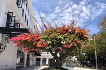 Đại gia chi tiền khủng sắm cây cảnh cổ chơi Tết sớm